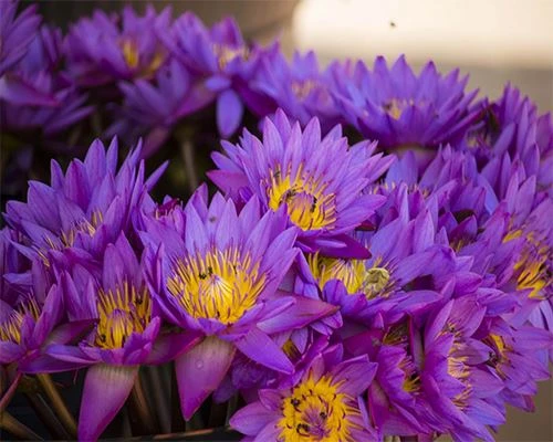 blue lotus blue lotus