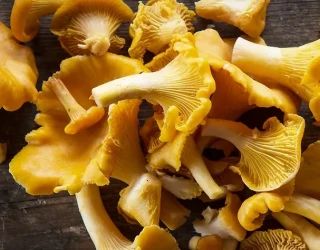 การใช้สารสกัดจาก Chanterelle คืออะไร?